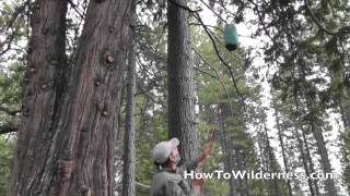 Bear Bag PCT Method Demo [upl. by Anavi]