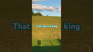 King cow cow kingofthehill [upl. by Stanfield]