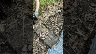 TWO venomous copperheads hiding under metal 🐍🐍 herping rattlesnake wildlife nature fyp [upl. by Yeldahc]