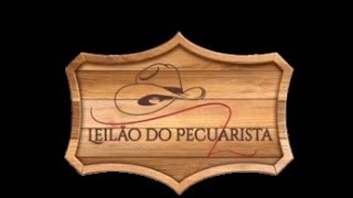 LEILÃO DO PECUARISTA AO VIVO  08 DE NOVEMBRO DE 2024  UBERLÂNDIA  MG [upl. by Dilly612]