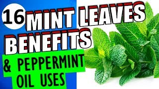 16 Impressive Health Benefits and Uses of Mint leaves and Peppermint Oils for Hair Skin amp Weight [upl. by Alie909]