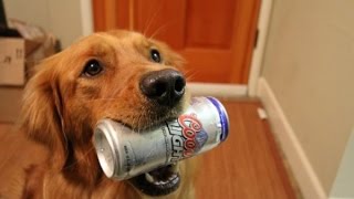 Dogs Fetching Beer For Their Humans [upl. by Jeffers]