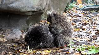 Porcupine Mating [upl. by Eibber]