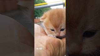 Ny 13 in Europe funny animals britishshorthair munchkin kittens meow meowing catvideos baby [upl. by Najram]