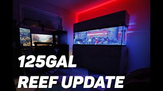 125Gal REEF 1 YEAR UPDATE New XR15 BLUE LIGHTS Filter Roller Sump Fish and Corals MUST SEE [upl. by Eba]