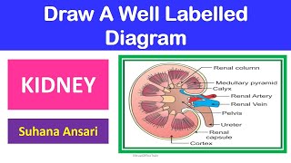 How to Draw Labeled Diagram Human Kidney [upl. by Ytsirhc]