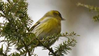 Eurasian Siskin Carduelis spinus ♂  Erlenzeisig 1 [upl. by Diamond]