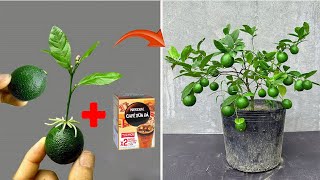 Small tip use a small box of coffee milk to stimulate super fruit super rooting of the plant [upl. by Eirellam]