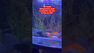 Feng shui fishesBeautiful fish aquariumGolden fishesytubeshortvideo [upl. by Dahl]