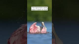 quotSpoonbillquot shorts facts shortsviral viralvideo short birds spoonbill spoonbillbird [upl. by Purdum956]