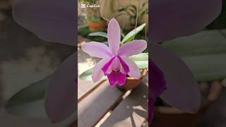 Floração de Cattleyas tem vídeo para iniciantes de Cattleyas dicasdecultivo cattleyas orquídeas [upl. by Oleic]