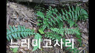 느리미고사리 Swordleaf wood fern [upl. by Nanda243]