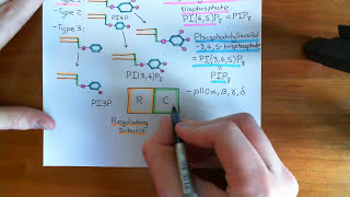 The PI3K  Akt  mTOR Pathway Part 5 [upl. by Limhaj]