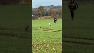 Brown Hares v goshawk [upl. by Ehcor]