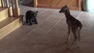 Bear Cub meets fawn for first time [upl. by Ellinger]