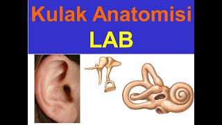 Kulak Anatomisi YAYDAR LAB [upl. by Apollus]