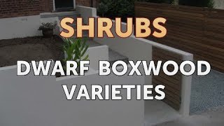 Dwarf Boxwood Varieties [upl. by Nirraj760]