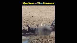 Hipopótamo vs Rinoceronte [upl. by Ultan]