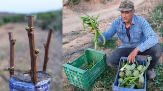 Huerto de casa vemos injertos de hace unos días en frutales [upl. by Trovillion]