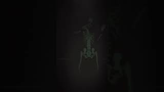 Fiddling skeleton dansemacabre saintsaens spooky halloween [upl. by Marl911]