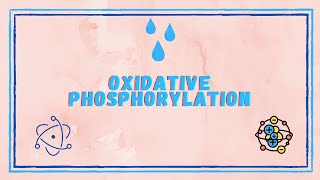 Oxidative Phosphorylation and Substrate Level Phosphorylation [upl. by Walworth]