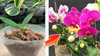 How to grow orchids from seedlings faster than ever [upl. by Akirdna26]