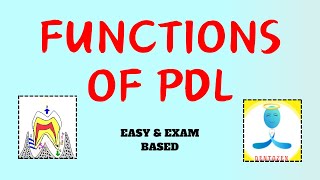 Functions of Periodontal Ligament  Functions of pdl [upl. by Nyladam]