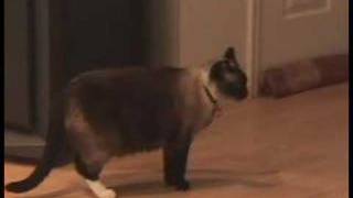 Cat Hisses at Animal Voice Impersonator [upl. by Burrow]