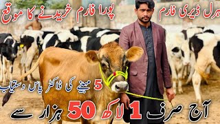 Pakistans Top class Heifers For sale at Haral Dairy Farm  Jersey Doctor Pass Heifers [upl. by Hewitt866]