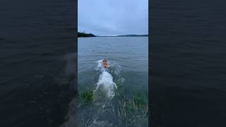 TOLLER PUPPY WATER RETRIEVE  DUCK DOG TRAINING  shorts gundog toller nsdtr duckhunting dog [upl. by Suzi238]