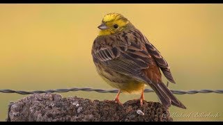 Yellowhammer Emberiza citrinella ♂  Goldammer 4 [upl. by Doscher]