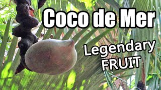 COCO DE MER  My Hunt for the Tree of Knowledge Part 1 of 5  Weird Fruit Explorer Ep 400 [upl. by Mariann]