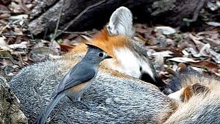 A snoozing fox meets a plucky little blackcrested titmouse [upl. by Olshausen902]