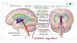 Ventricles of the Brain and CSF [upl. by Malita804]