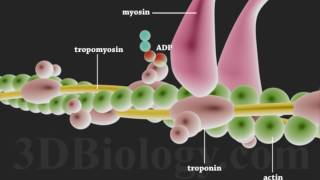 Muscle Contraction 3D [upl. by Yssep]