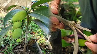 HOW TO INARCHING MANGO TREE OR ANY KIND OF FRUIT BEARING TREES MUST HIGH PERCENTAGE SUCCESS RATE [upl. by Ardnaxela]