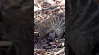 Numbat  Myrmecobius fasciatus [upl. by Vahe]