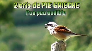 PIE GRIECHE ECORCHEUR 2 cris différents [upl. by Aliuqaj]