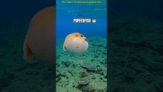 Do not make pufferfish at home 🏠 [upl. by Spohr772]