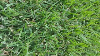 RESULTS  Rhizomatous Tall Fescue Lawn Renovation  The Grass Factor [upl. by Shreeves]