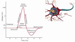 012 The Absolute and Relative Refractory Periods [upl. by Anairt]