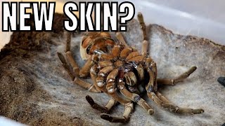 Incredible footage of a GOLIATH BIRDEATER tarantula shedding its skin Theraphosa stirmi moult [upl. by Ursal]