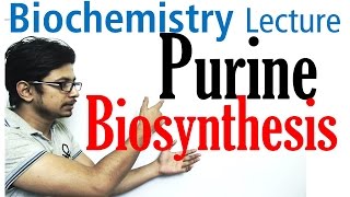 Purine biosynthesis [upl. by Suolevram]