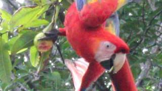 Wild Macaw Eating Fuit  Pavones Costa Rica [upl. by Ramilahs]