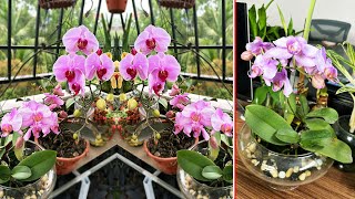 Plant Phalaenopsis Orchids properly Good idea choose medium to grow orchids [upl. by Semadar908]