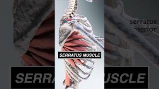 This is what your SERRATUS looks like moving the scapula 3d anatomy muscle medical [upl. by Eelanej]