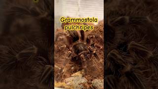 Grammostola pulchripes foryou spider dc tarantula hobby pajak viralvideo [upl. by Rihana]