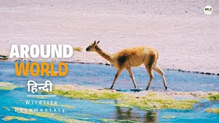 Around The World 2024 हिन्दी डॉक्यूमेंट्री  Wildlife documentary in Hindi [upl. by Sall499]