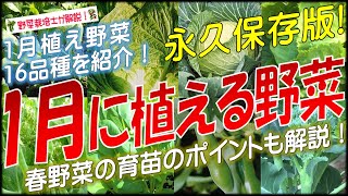 1月に植える野菜（16品種）永久保存版 [upl. by Enaek]