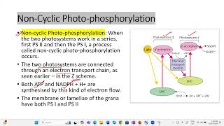 Light reactionETS Photophosphorylation apbiology ibbiology plantphysiology neetbiology [upl. by Akcirederf405]